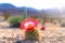 close-up of vibrant cactus flower against blurred desert background