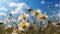 Close-up of vibrant daisies under sunny blue sky. nature's beauty in bloom. peaceful wildflowers in daylight. AI