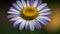 A close up of a vibrant daisy blossom ,generative AI