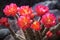 close-up of vibrant desert cactus flowers