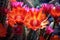 close-up of vibrant desert cactus flowers