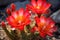 close-up of vibrant desert cactus flowers