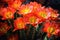 close-up of vibrant desert cactus flowers