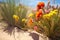 close-up of vibrant desert wildflowers against sand dunes