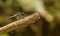 Close-up of a vibrant dragonfly perched atop a slender tree branch