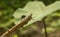 Close-up of a vibrant dragonfly perched atop a slender tree branch