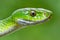 Close up of a vibrant emerald green serpent in the rich tropical rainforest environment