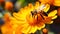 Close-up of a vibrant flower with a bee gathering nectar. AI Generative