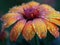 Close-up of a vibrant flower with dewdrops