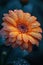 Close-up of a vibrant flower with dewdrops