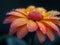 Close-up of a vibrant flower with dewdrops