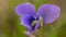 Close-up of a vibrant Fragrant violet flower adorned with small droplets of water