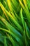 close-up of vibrant grass blades texture