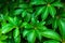 Close-up of a vibrant green dwarf umbrella tree flourishing