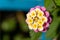Close-up of vibrant Lantana camara flower macrophotography. Tropical flower in the sunshine for spring or summer plant concepts