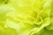 Close up of vibrant lettuce foliage