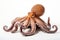Close up of a vibrant octopus with tentacles, isolated against a pure white background
