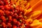 Close up of vibrant orange Chrysanthemum flower head