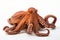 Close up of a vibrant orange octopus with tentacles, isolated against a clean white background