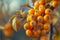 Close up of Vibrant Orange Sea Buckthorn Berries with Selective Focus on a Sunny Day