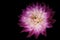 Close-up of vibrant pink and white Dahlia flower on dark background. A single bright Dahlia flower blossoms with copy space for