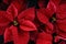 Close Up of Vibrant Poinsettia Plants