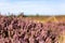 Close up of vibrant purple heather in full bloom on Suffolk heathland which is an Area of Outstanding Natural Beauty