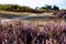 Close up of vibrant purple heather in full bloom on Suffolk heathland which is an Area of Outstanding Natural Beauty