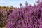 Close up of vibrant purple heather in full bloom on Suffolk heathland which is an Area of Outstanding Natural Beauty