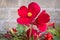 Close up of vibrant red flowering tuberous Begonia in flower bed