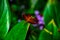 Close up of a vibrant red and yellow dragonfly on a bright green leafy background