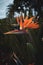 Close up of a vibrant royal strelitzia flower blooming in a lush, green forest