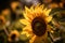 Close-up of a vibrant sunflower bathed in the warm light of the golden hour