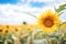 a close-up of a vibrant sunflower in a field