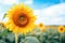 a close-up of a vibrant sunflower in a field