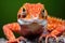 close-up of a vibrant tree lizard