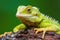 close-up of a vibrant tree lizard