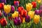 Close-Up of Vibrant Tulips Bathed in Soft Morning Light - Dew-Kissed Petals Arrayed in a Symphony of Colors