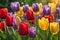 Close-Up of Vibrant Tulips Bathed in Soft Morning Light - Dew-Kissed Petals Arrayed in a Symphony of Colors