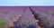 CLOSE UP: Vibrant violet rows of blooming lavender cover the rural landscape.
