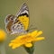 Close-Up of a Vibrant Yellow Butterfly Pollinating on a Sunny Day