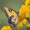 Close-Up of a Vibrant Yellow Butterfly Pollinating on a Sunny Day