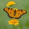 Close-Up of a Vibrant Yellow Butterfly Pollinating on a Sunny Day