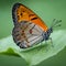 Close-Up of a Vibrant Yellow Butterfly Pollinating on a Sunny Day