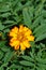 A close up of vibrant yellow flower of French Marigold (Tagetes patula) among the green leaves on a sunny day
