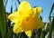 Close up of a vibrant yellow spring daffodil against a bright blue sunlit sky