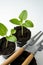 Close-up of vibrant young seedlings in pots with gardening tools on a white background, showcasing the start of a plants journey.