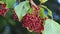 Close up of Viburnum dilatatum with red berries on the tree swaying in the wind.