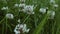 Close Up Video Of Blooming Little Flowers In Thick Green Grass