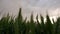 Close-up video of green ears of wheat